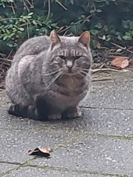 Kat Europese korthaar of huiskat