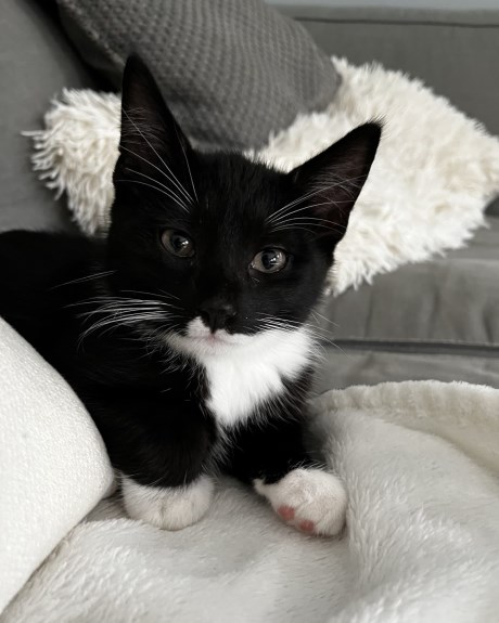 Kat Europese korthaar of huiskat