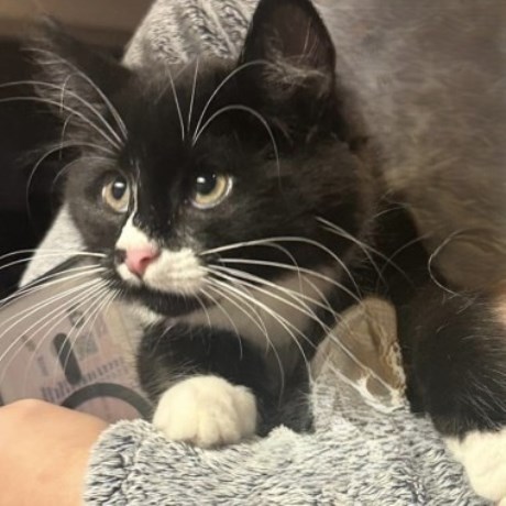 Kat Europese korthaar of huiskat