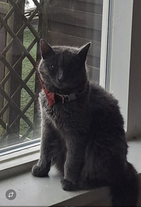 Kat Europese korthaar of huiskat