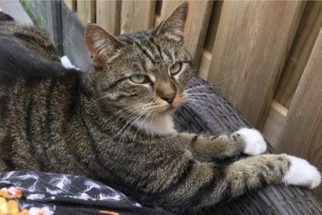 Kat Europese korthaar of huiskat