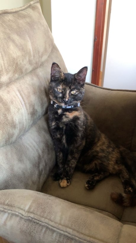 Kat Europese korthaar of huiskat