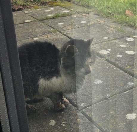 Kat Europese korthaar of huiskat