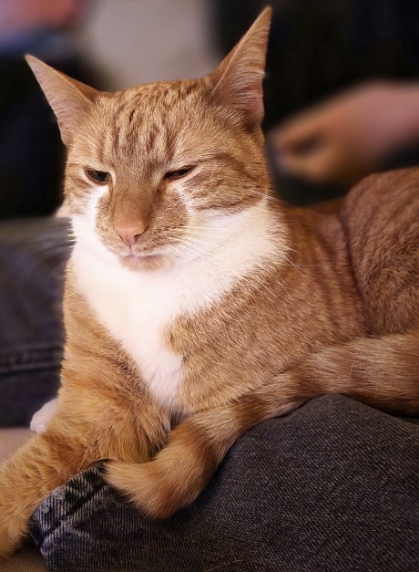 Kat Europese korthaar of huiskat