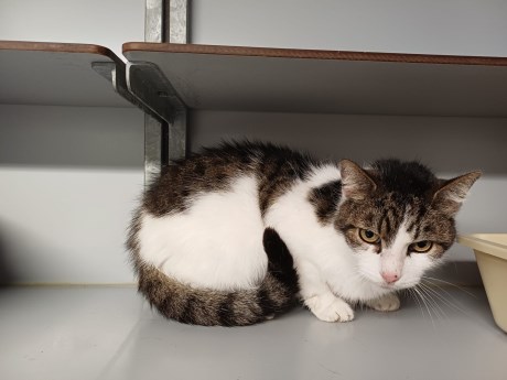 Kat Europese korthaar of huiskat