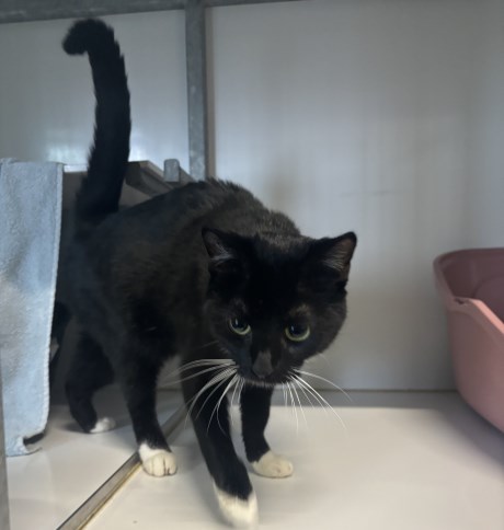 Kat Europese korthaar of huiskat