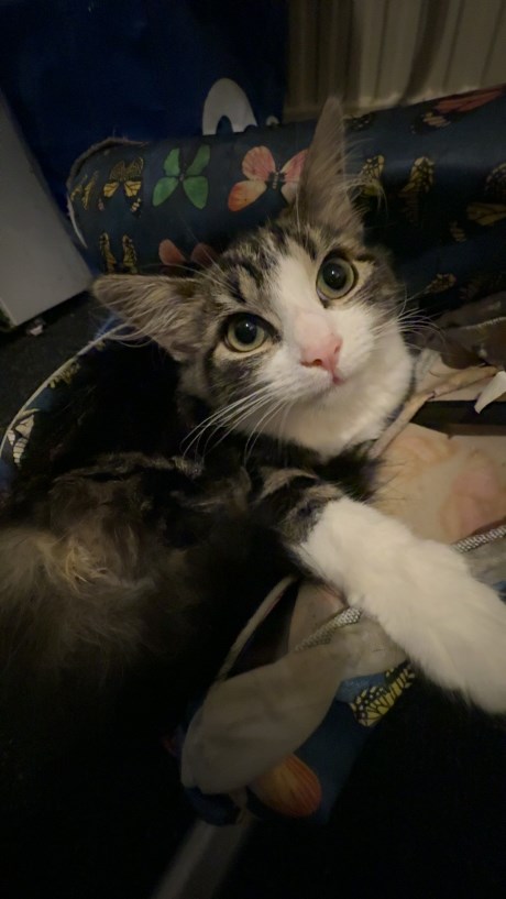 Kat Europese korthaar of huiskat