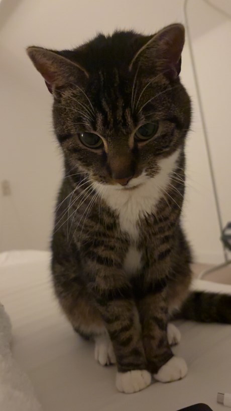 Kat Europese korthaar of huiskat