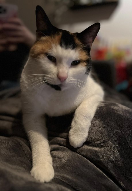 Kat Europese korthaar of huiskat