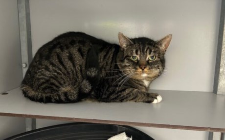 Kat Europese korthaar of huiskat