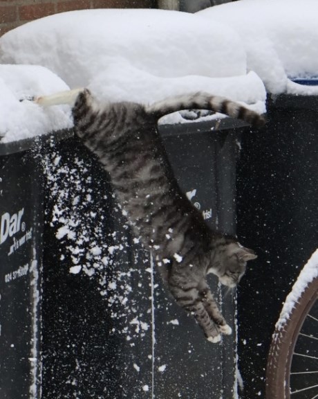 Kat Europese korthaar of huiskat