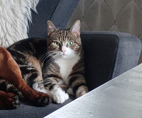 Kat Europese korthaar of huiskat