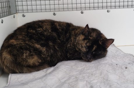 Kat Europese korthaar of huiskat