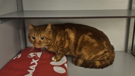 Kat Europese korthaar of huiskat