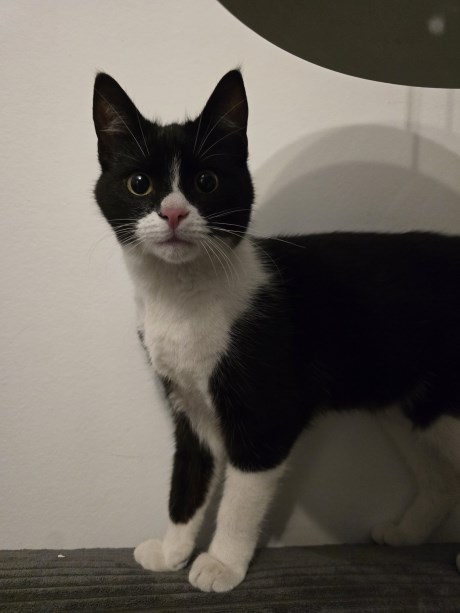 Kat Europese korthaar of huiskat