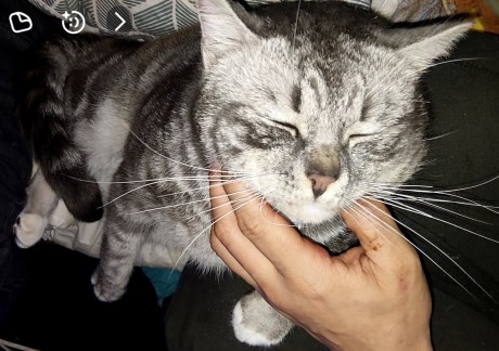 Kat Europese korthaar of huiskat