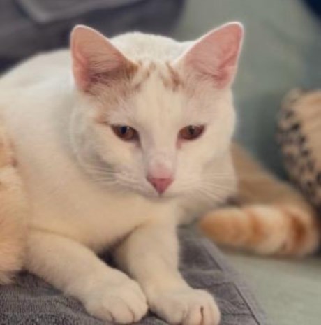 Kat Europese korthaar of huiskat