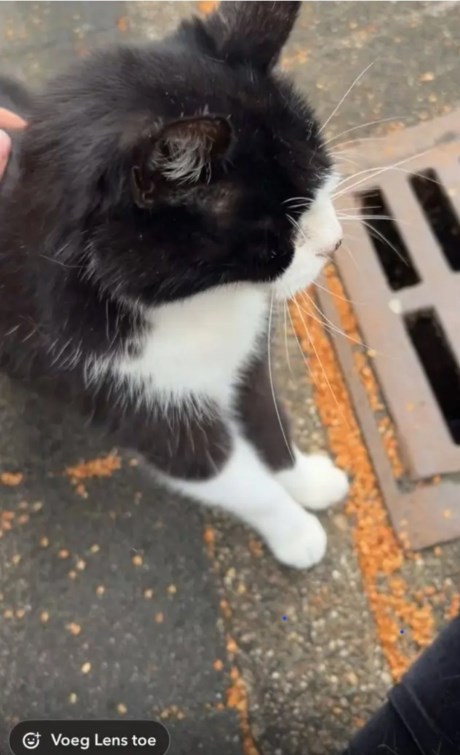 Kat Europese korthaar of huiskat