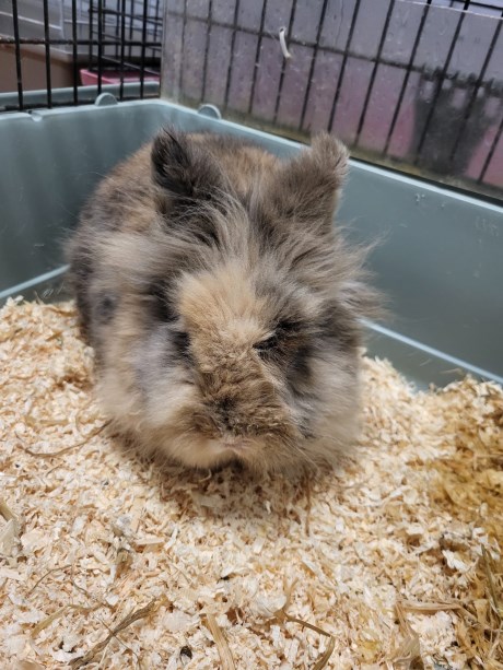 Knaagdier / Haasachtige Konijn