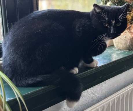 Kat Europese korthaar of huiskat