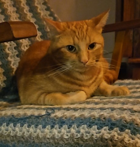 Kat Europese korthaar of huiskat