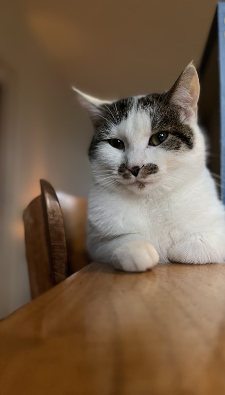 Kat Europese korthaar of huiskat