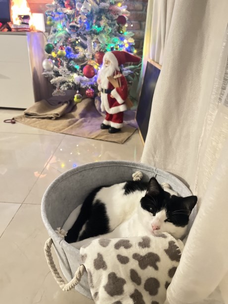 Kat Europese korthaar of huiskat