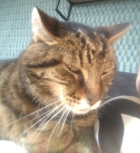 Kat Europese korthaar of huiskat