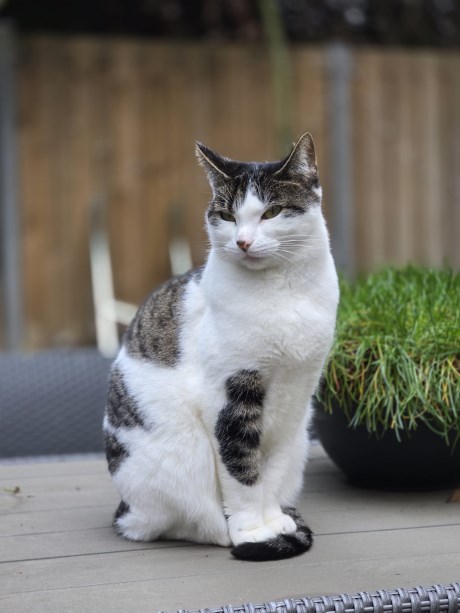 Kat Europese korthaar of huiskat