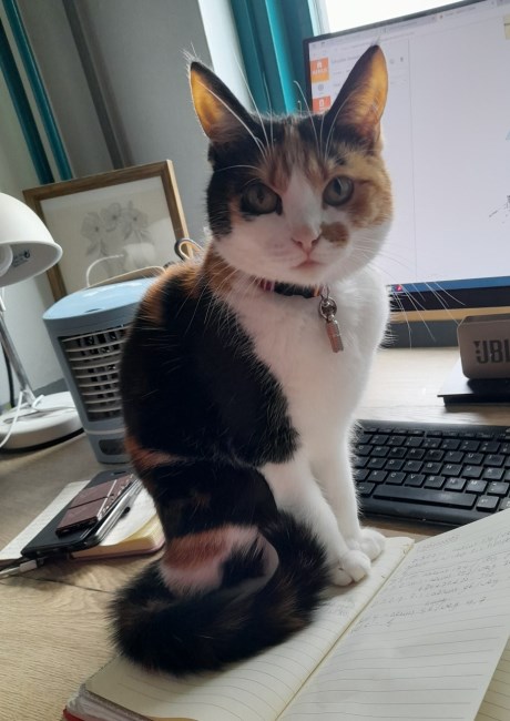 Kat Europese korthaar of huiskat