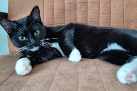 Kat Europese korthaar of huiskat