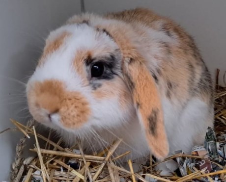 Knaagdier / Haasachtige Konijn