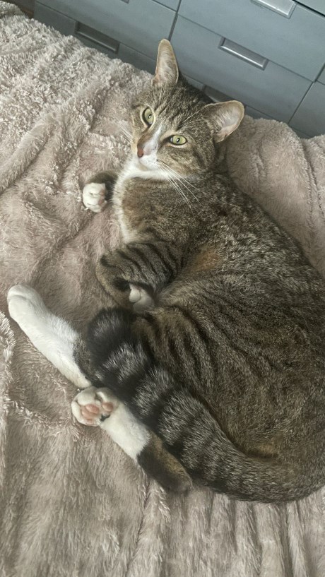 Kat Europese korthaar of huiskat