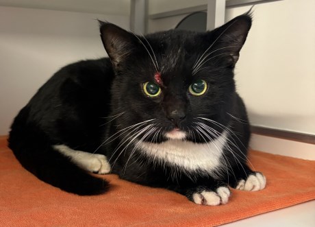 Kat Europese korthaar of huiskat