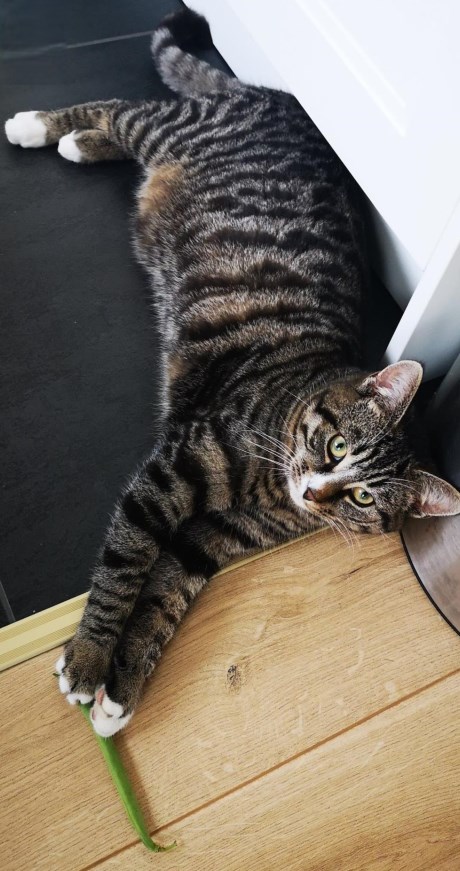 Kat Europese korthaar of huiskat