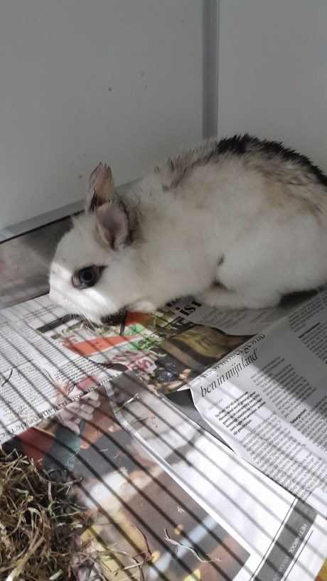 Knaagdier / Haasachtige Konijn