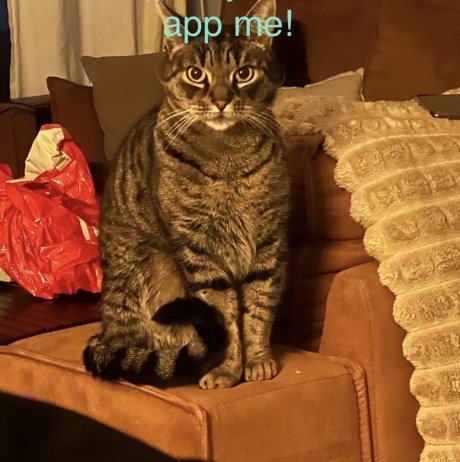 Kat Europese korthaar of huiskat