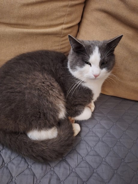 Kat Brits korthaar X