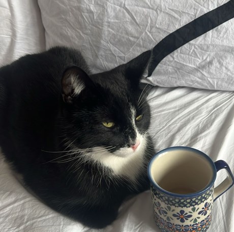 Kat Europese korthaar of huiskat