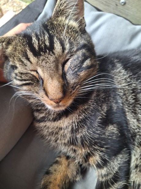 Kat Europese korthaar of huiskat