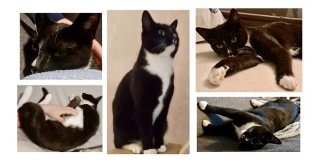 Kat Europese korthaar of huiskat