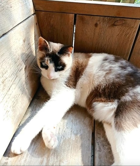 Kat Europese korthaar of huiskat