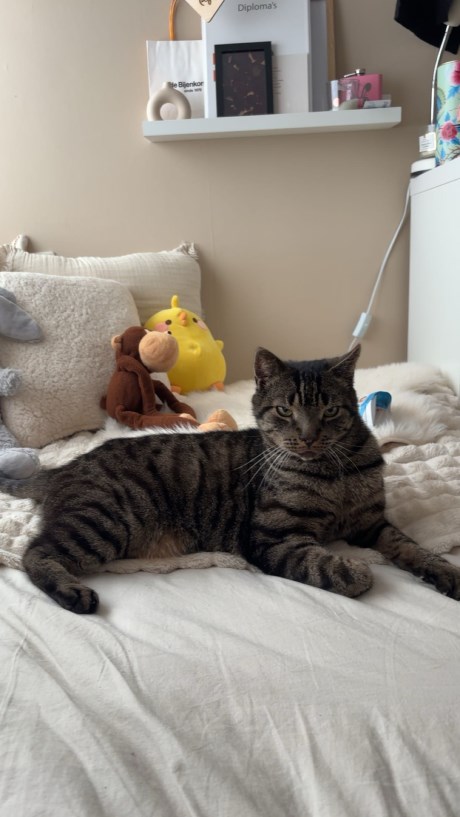 Kat Europese korthaar of huiskat