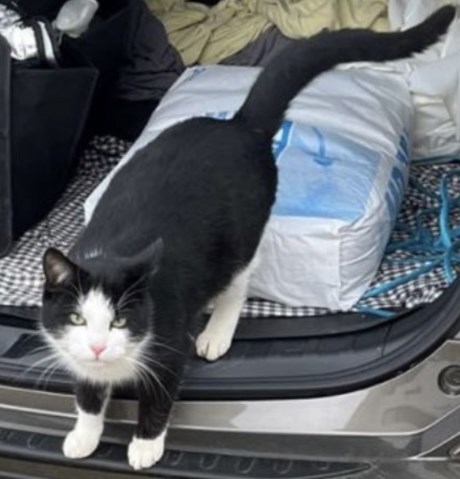 Kat Europese korthaar of huiskat