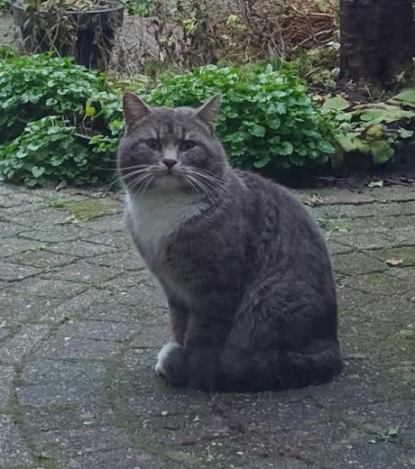 Kat Europese korthaar of huiskat