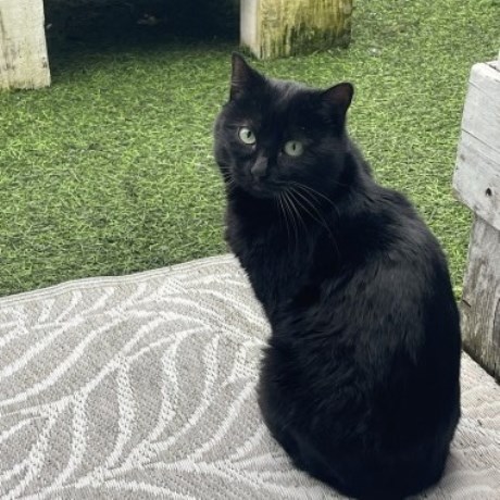 Kat Europese korthaar of huiskat