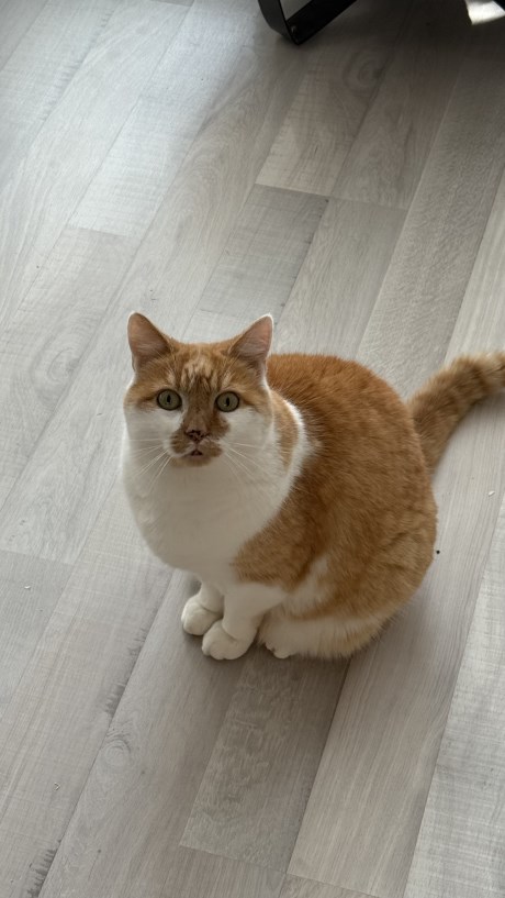 Kat Europese korthaar of huiskat