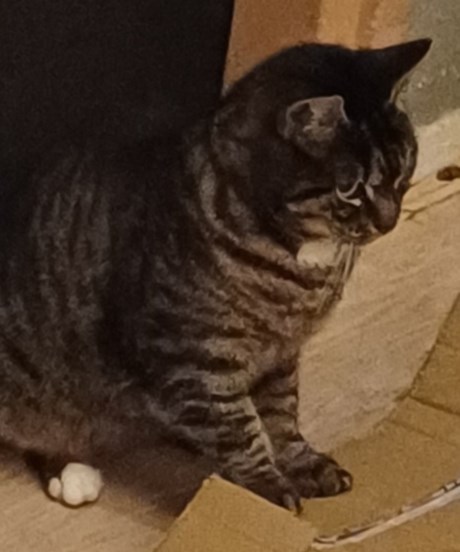 Kat Europese korthaar of huiskat