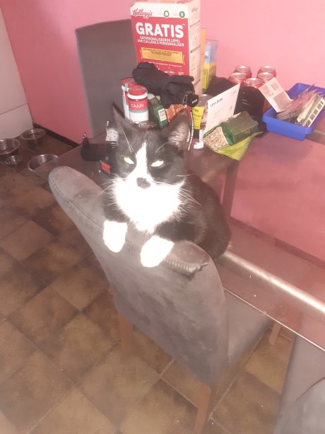 Kat Europese korthaar of huiskat