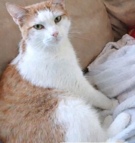 Kat Europese korthaar of huiskat